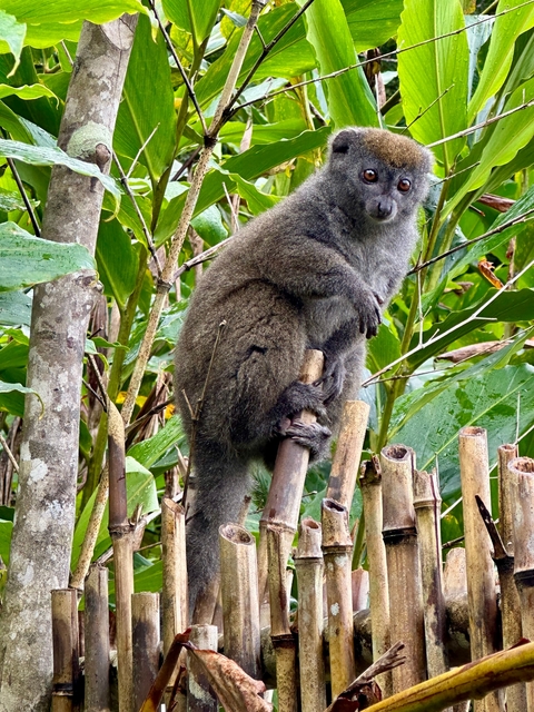       Lemur sitting on a tree branch in a lush green forest.
  