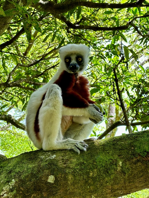       Sifaka lemur perched on a tree branch in a natural habitat.
  