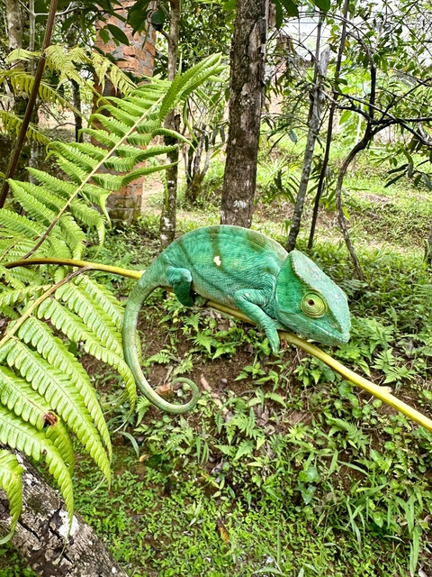       Green chameleon on a thin branch in a jungle environment.
  
