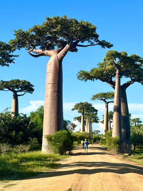       Majestic baobab trees against a clear blue sky in Madagascar.
  
