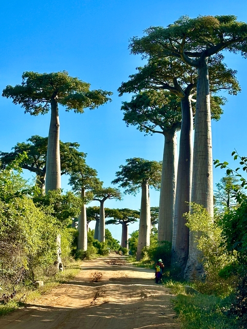       Baobab trees under a clear blue sky
  