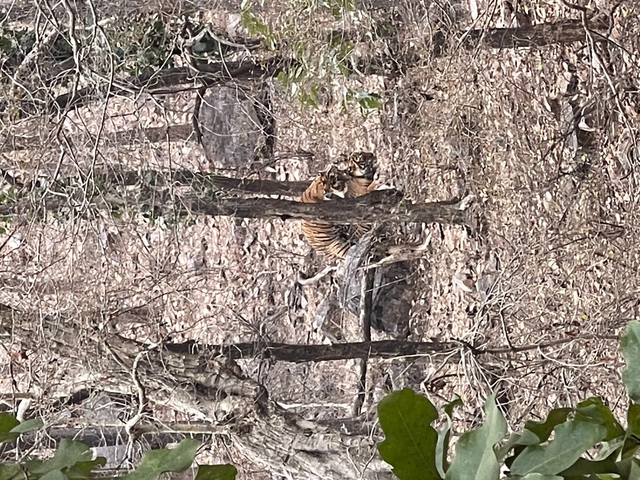 Tiger camouflaged in a wooded area.