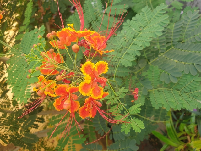      Colorful flowers with detailed petals
  