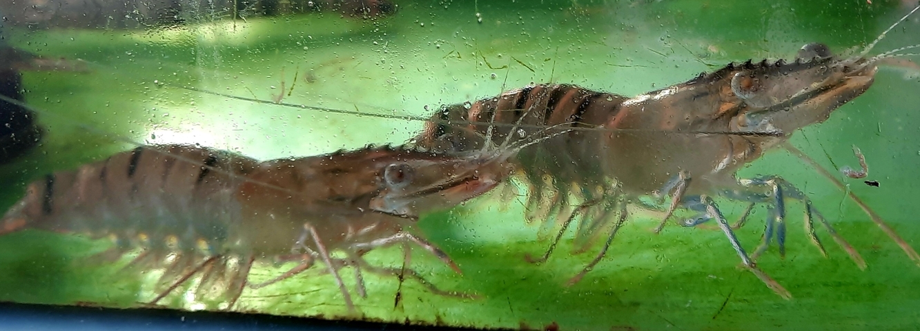       Two shrimps in a water tank.
  