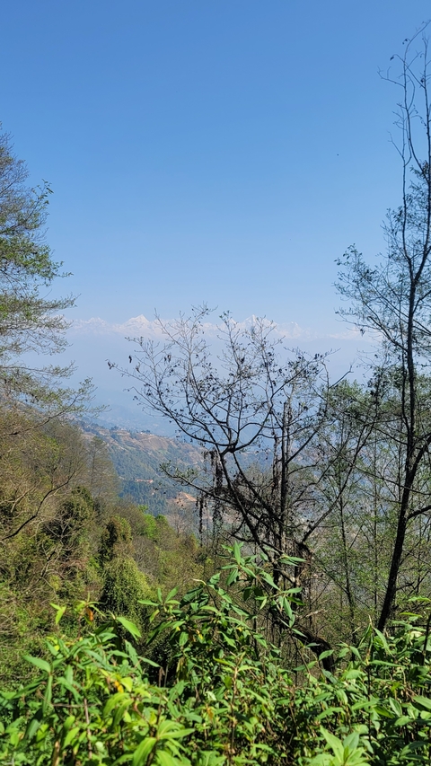 Distant mountain view through bare tree branches.