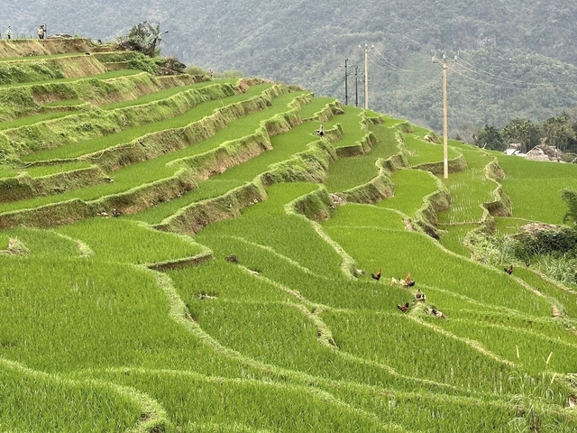       Lush green terraced fields extending into the distance.
  
