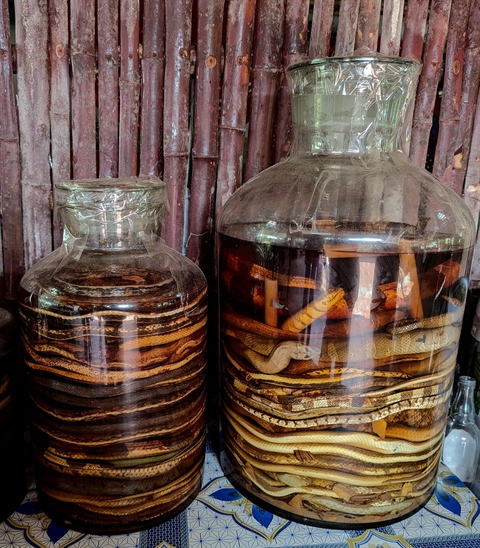       Large glass jars containing spirits with preserved snakes.
  