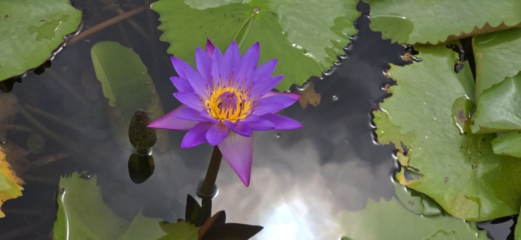 Close-up of a purple water lily in a pond.