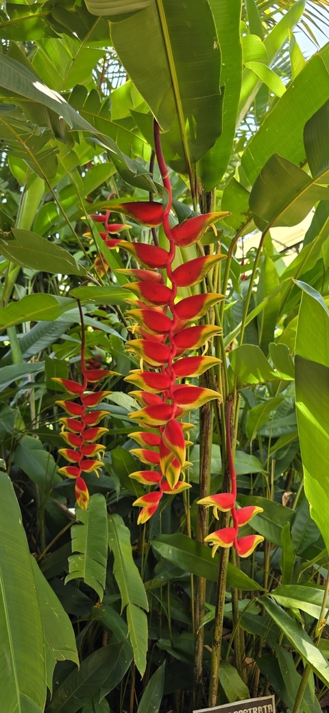 Klantbeoordelingsfoto van Sri Lanka onvergetelijke reis 