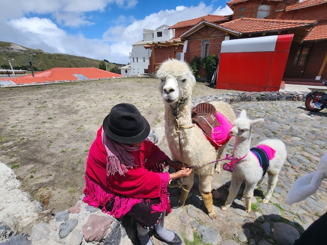       Person in traditional clothing with llamas.
  