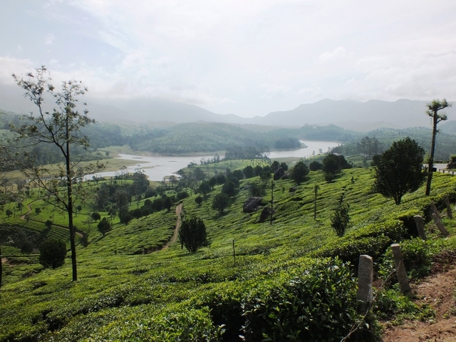 Landscape with rolling hills and tea plantation