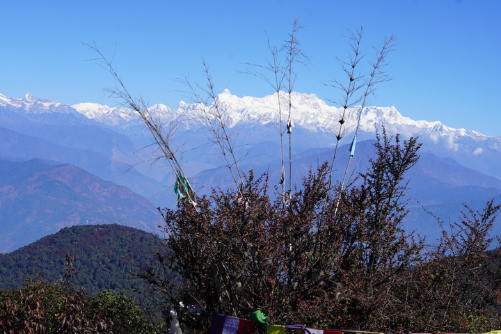 Mountains with snow peaks and foliage in the foreground