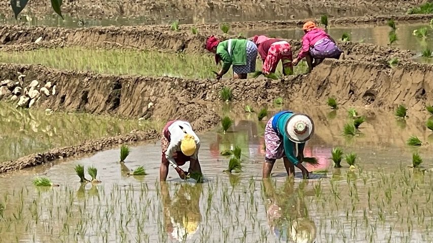       People working in a rice field.
  