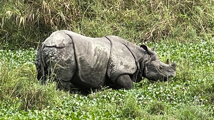       Single-horned rhino grazing in tall grass.
  
