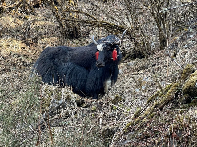       Yak with red tassels in natural habitat
  