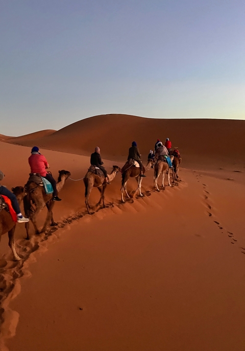       Camel caravan traveling through desert dunes.
  