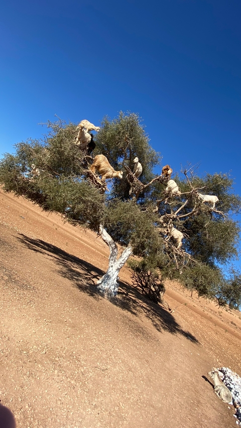 Goats climbing a tree in a dry landscape.