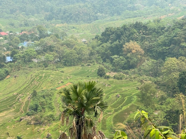 Expansive view of lush green terraced fields.