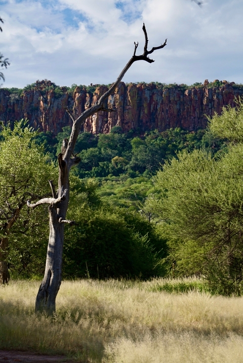 Lush green landscape with trees and rock formations in the background.