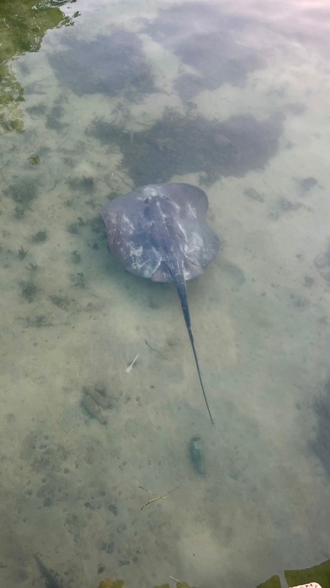 A stingray resting on the seabed.