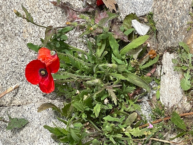 Close-up of a red poppy flower and green leaves against stones.