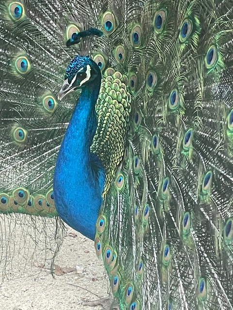 Close-up of a peacock with vibrant blue and green feathers displayed.