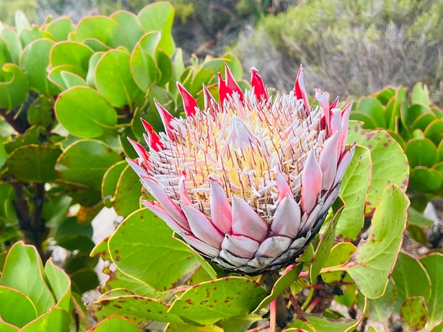 Close-up of a vibrant protea flower among green leaves.