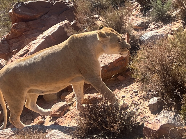       Lioness walking among rocks and bushes.
  