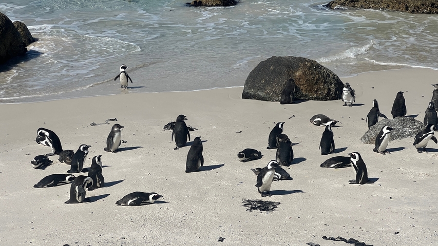       Penguins on a sandy beach.
  