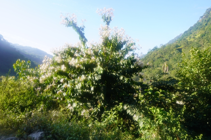       Blurry view of flowering bushes and green hills.
  