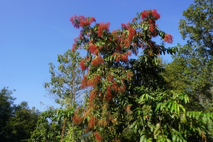       Trees with red and green leaves under a clear blue sky.
  