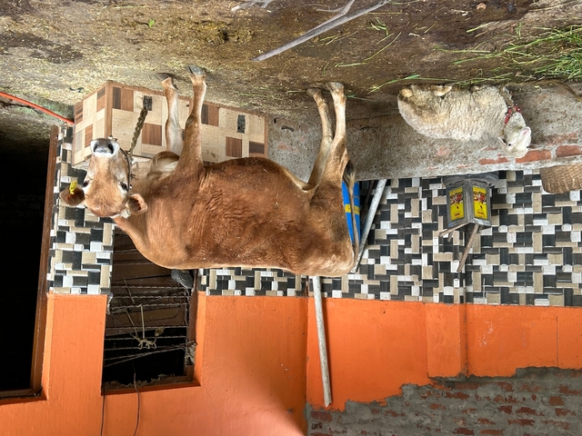 Cow and sheep inside a stable with tiled walls.