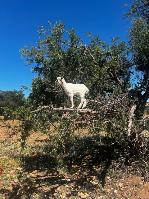 Goat standing in a tree.