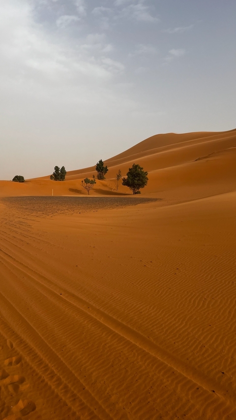 Desert landscape with scattered trees.