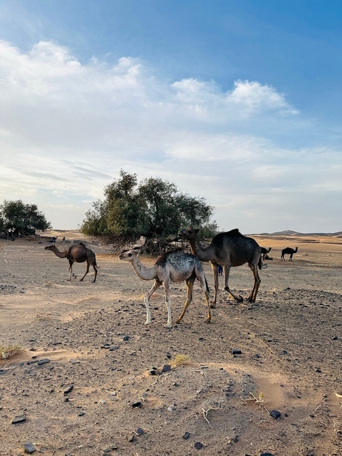 Camels walking in a desert landscape with trees.