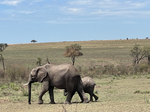       Elephant walking with its calf on the savannah.
  