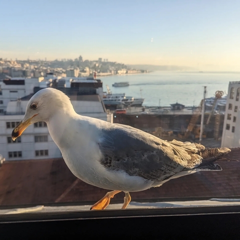 Close-up of a seagull with a cityscape and water in the background.