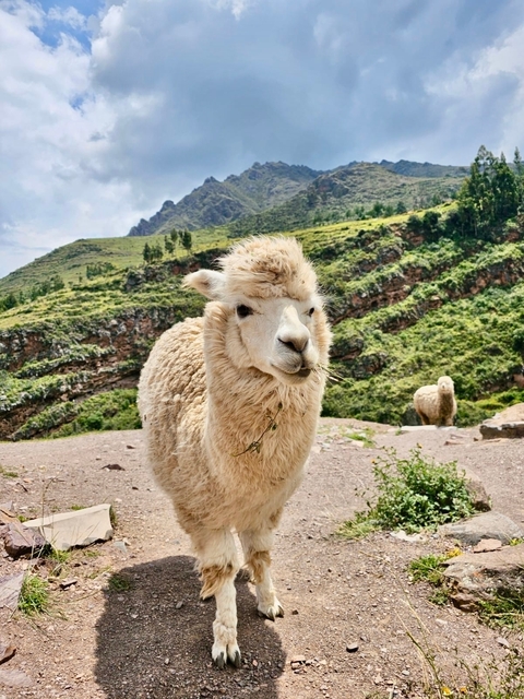 Alpaca standing in a field with a mountainous terrain backdrop.