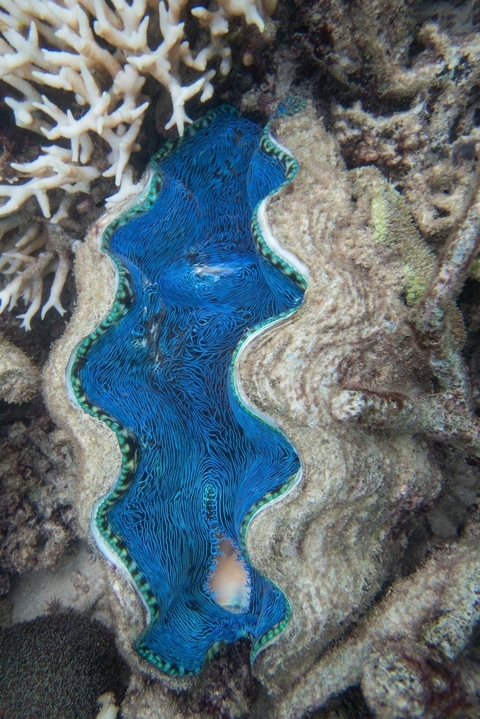 Close-up of a vibrant blue coral in the ocean.