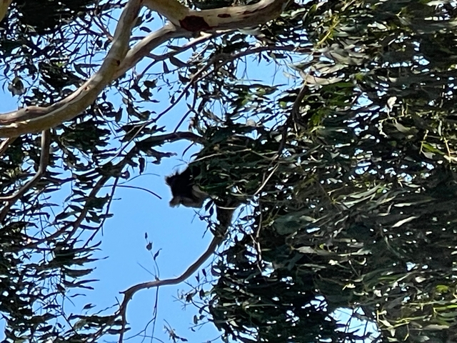 Koala hidden in dense eucalyptus foliage.
