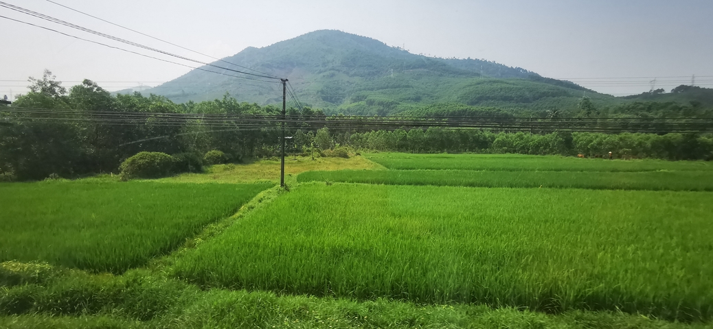       Green rice fields with a mountain backdrop.
  