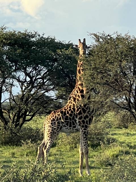 Giraffe feeding from a tree in the wild.
