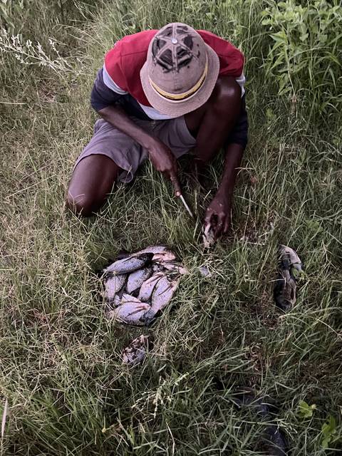 Person preparing fish near a grassy campsite.