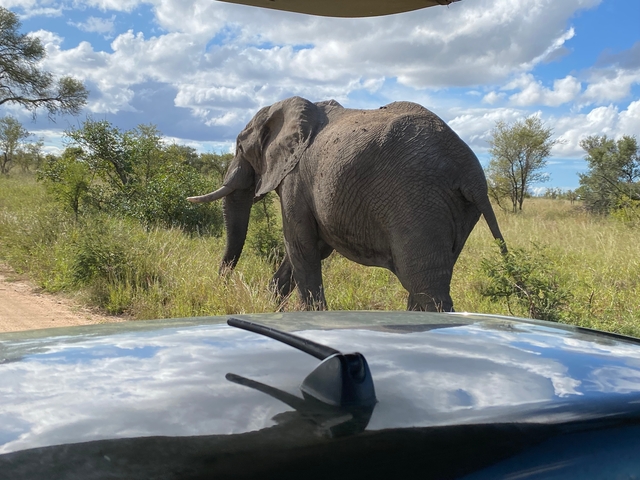 An elephant walking near a vehicle in a grassy area under a blue sky.