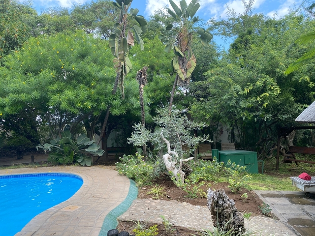 A backyard with a swimming pool and dense vegetation.