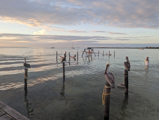 People swimming and birds perching on poles in a calm sea at sunset.