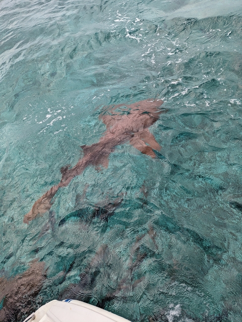 An underwater view of a shark swimming.