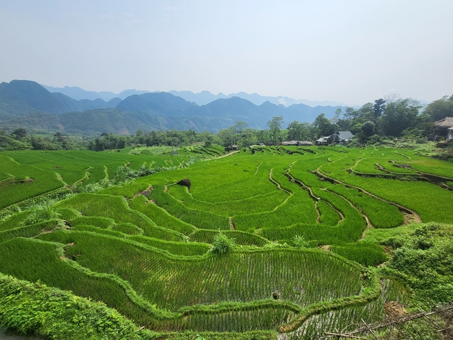       Lush green terraced fields with mountains in the background.
  
