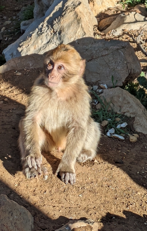Monkey sitting on rocky ground.