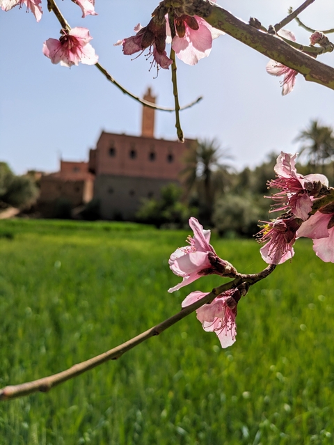 Close-up of flowers with buildings in the background.